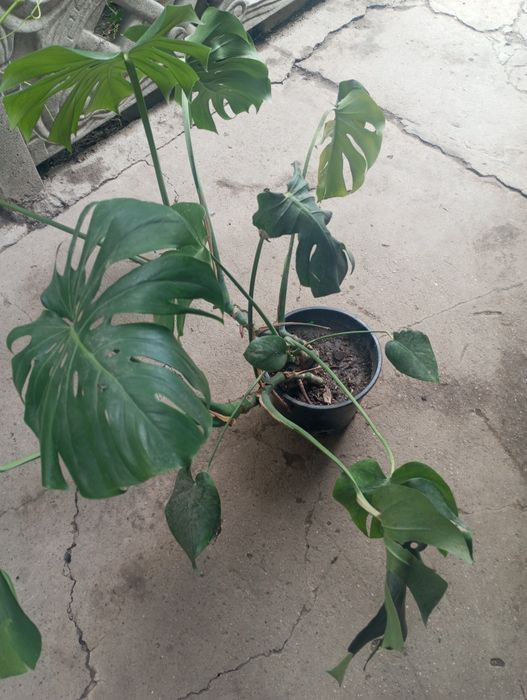 Продам цветок Монстера.