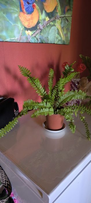 Папоротник домашние цветы