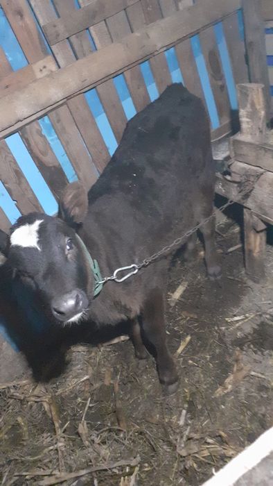 Vițea angus neagră