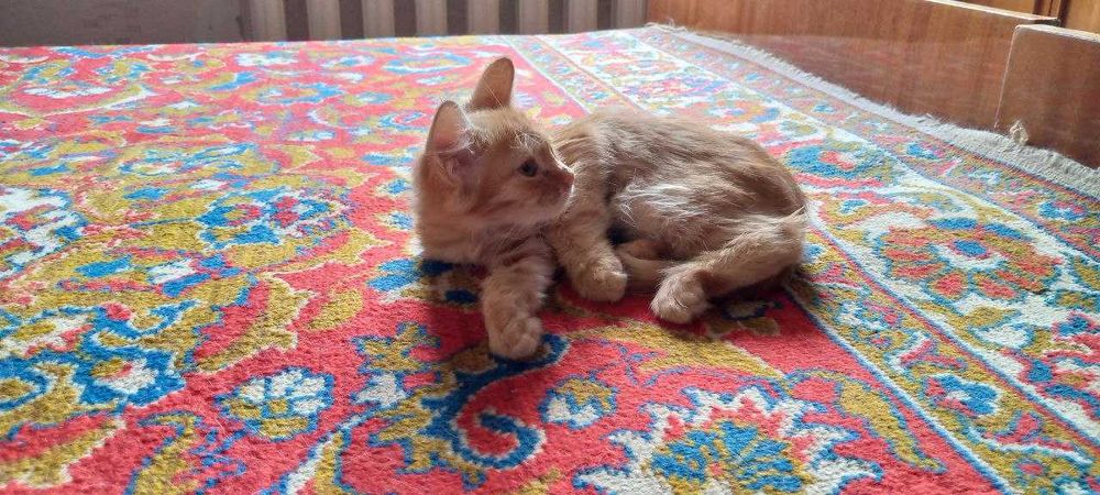 Котята в добрые и заботливые руки