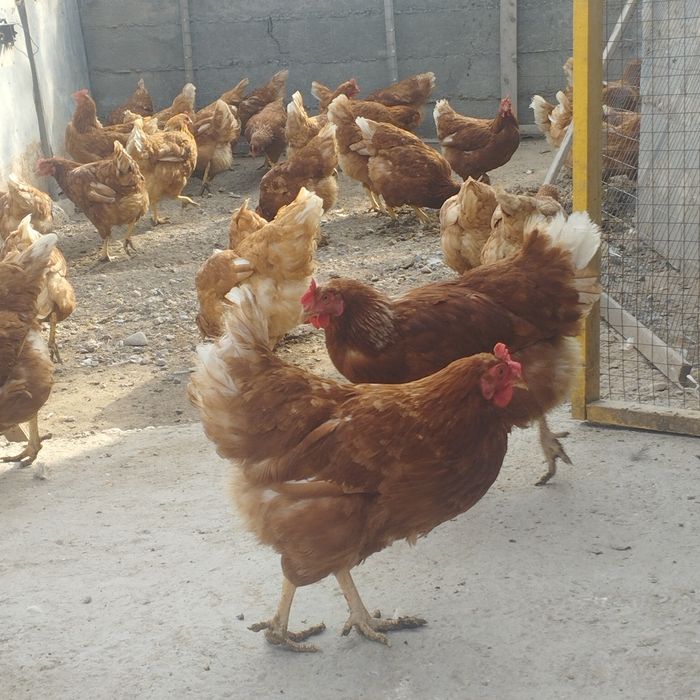 Продам куры домашние