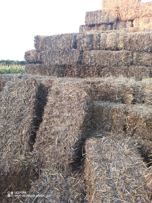 Vand baloti de paie patrati