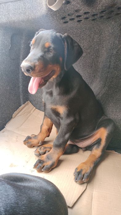 Femelă Doberman Black & Tan