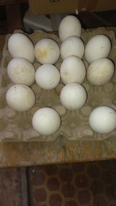 Яйца гусиные на инкубацию