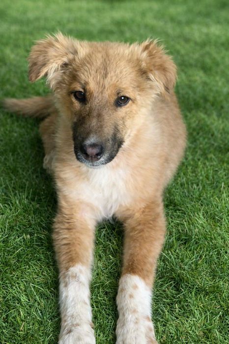 Любимую девочку пристраиваем в семью, в хорошие руки!