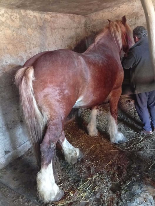 Vand iapa de 5 ani adusa din polonia acte tot merge bine iapa