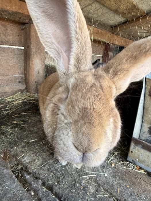 Vând masculi UG roșu