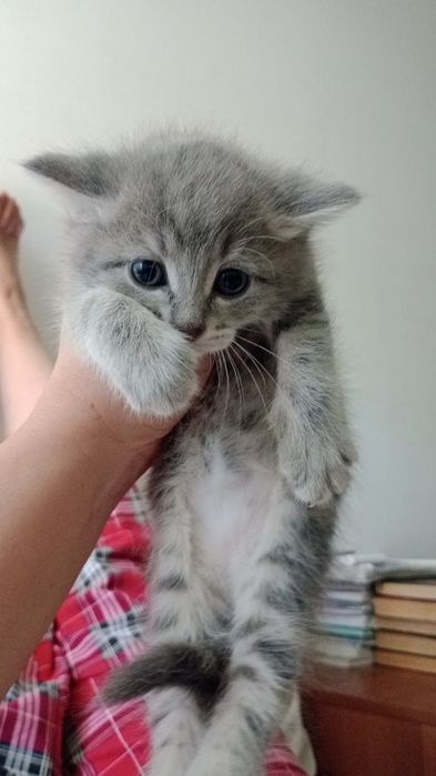 Котята девочки продам.