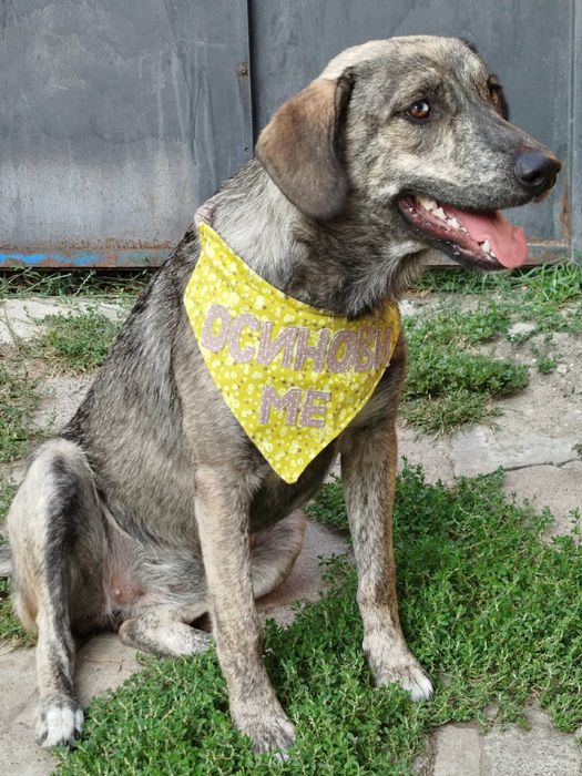 Подарявам младо женско кученце