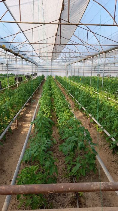 Срочно Теплица Назарбекда  сотилади вариантлар бор .