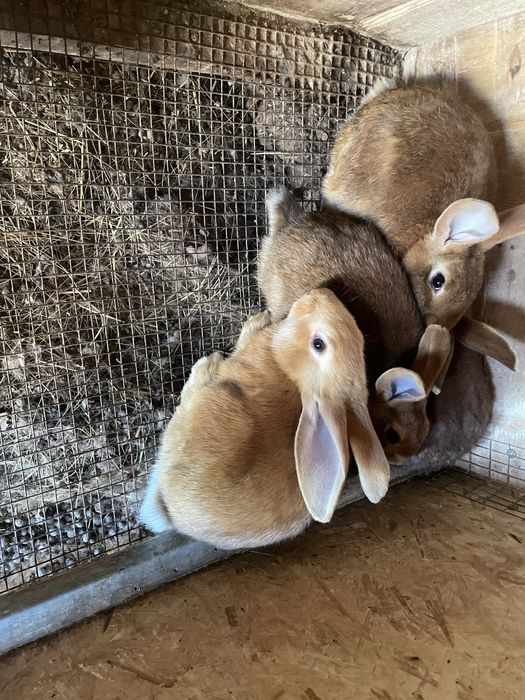 Продажа крольчат