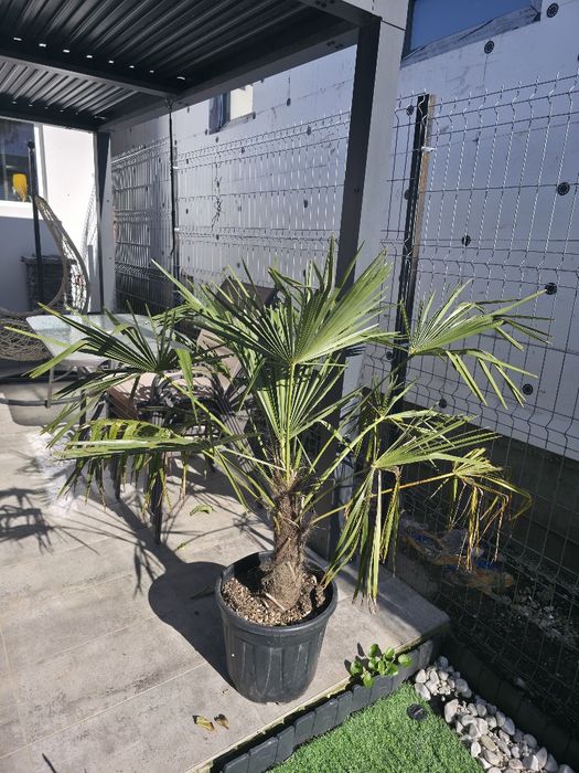 Palmier Trachycarpus