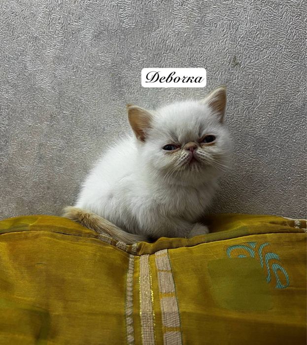 экзотические короткошерстные кошки котята