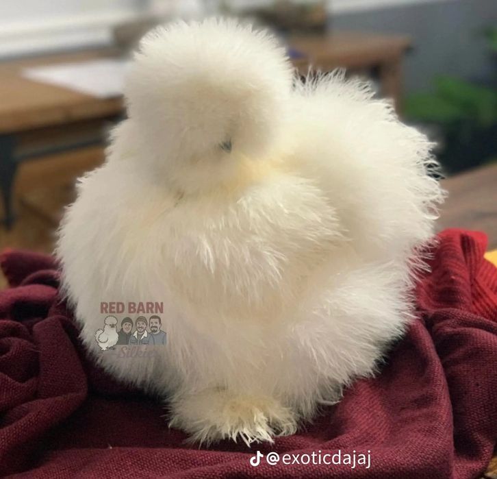 Американский шолк жужалар бор 1.5 ойликлари