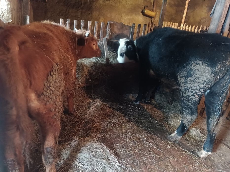 Бычки годовалые.