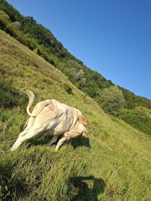 Vaca baltata românească