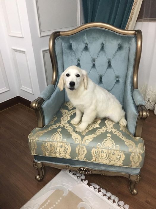 Щенки голден ретривера