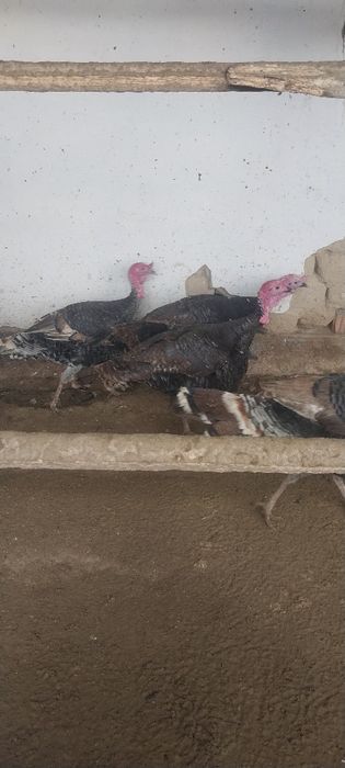 Продаются индюки домашние