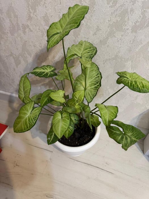 Продам.Сигнониум Мраморный.