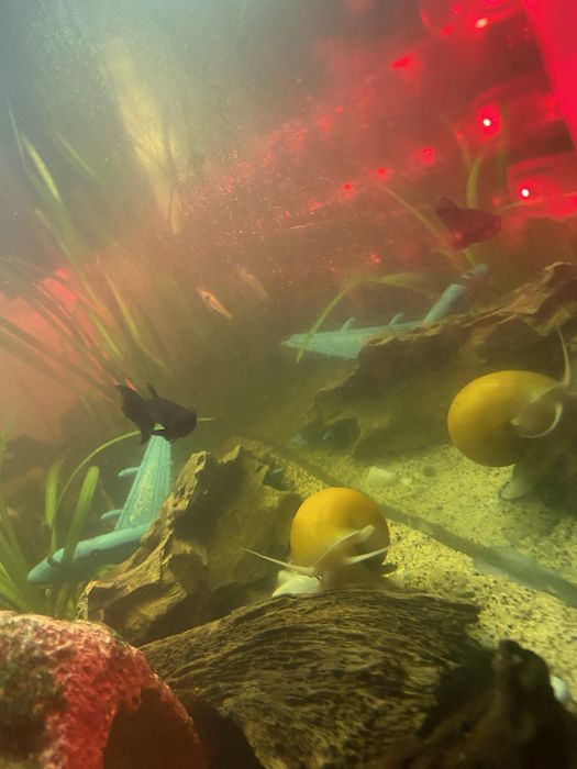 Продам аквариум с рыбками