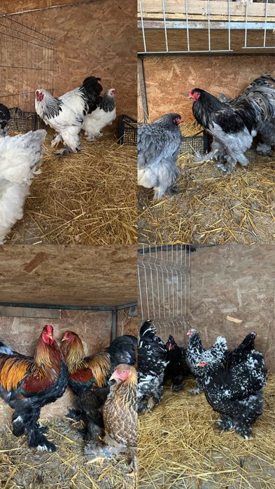 Disponibile ouă si pui brahma