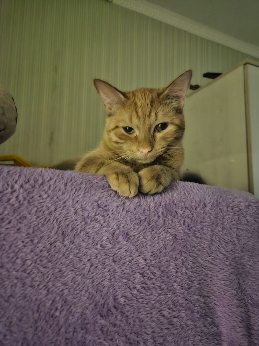 Рыжий кот очень ласковый