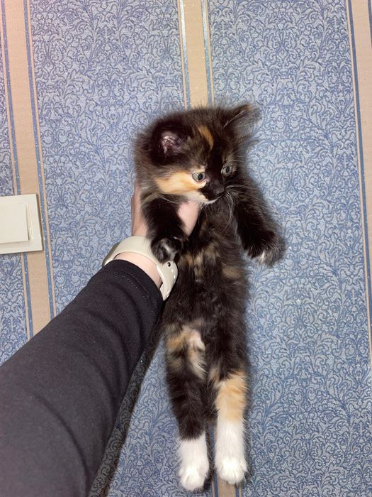 Котята бесплатно