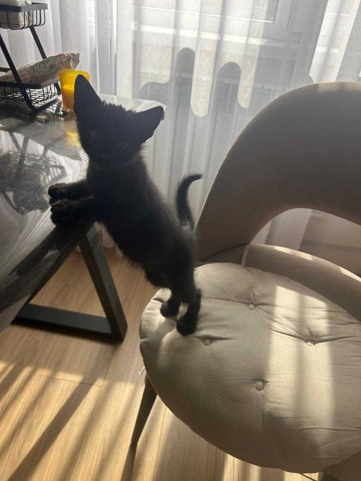 Котенок кот кошка