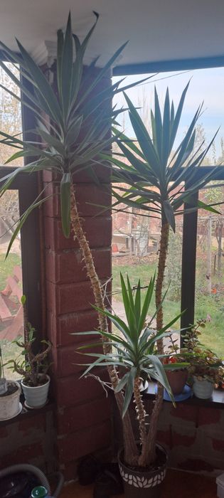 Пальма домашная 2 метра