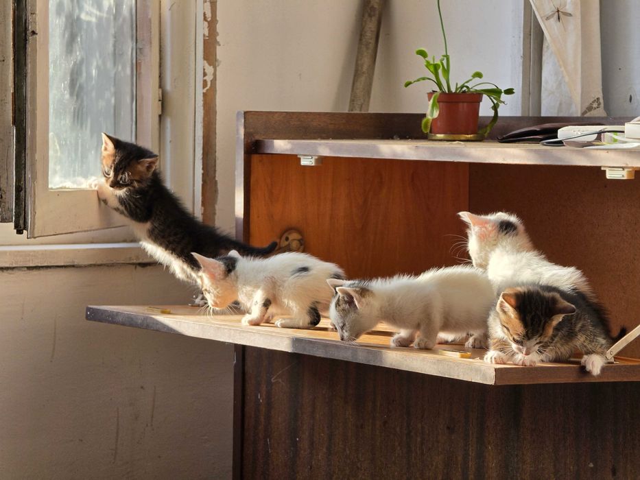 Новородени Котета