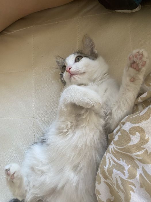 отдам котенка в хорошие руки)