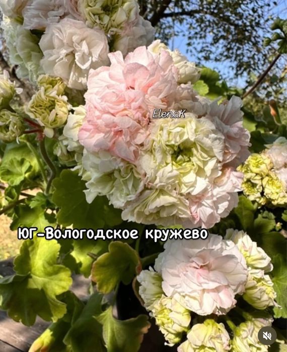 Сортовые пеларгонии в наличии