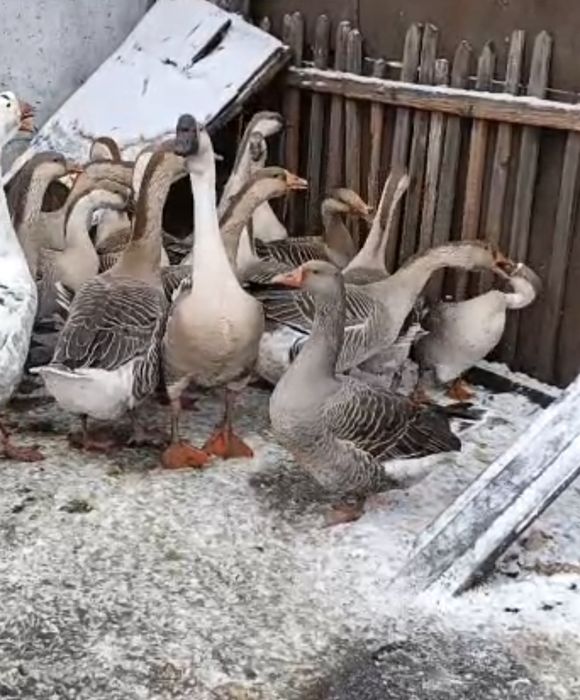 Гуси   молодняк полукровки