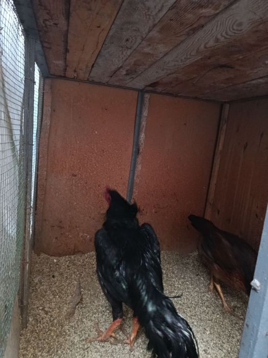 Даканг зодтор товук тухуми бор...