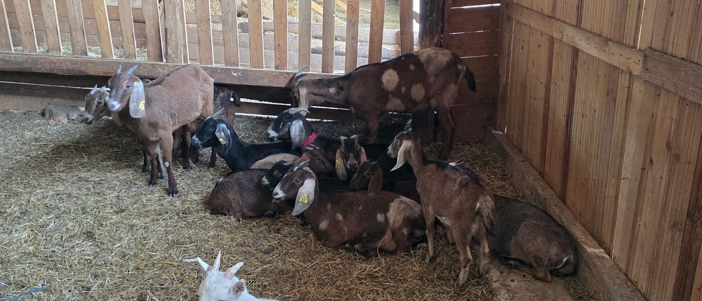 Capre anglo nubiene cu pedigree