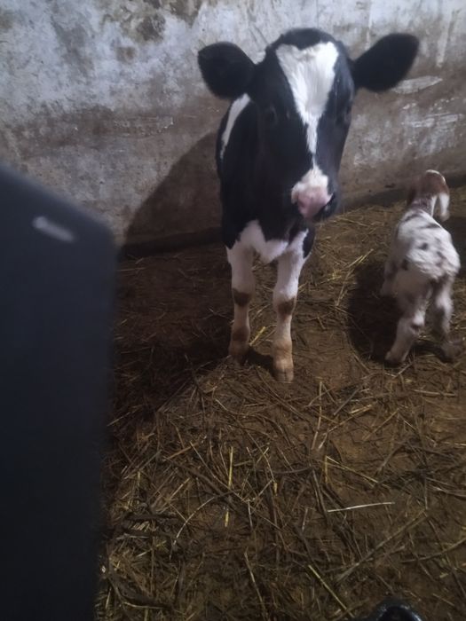 Бузау голштейн үш ай