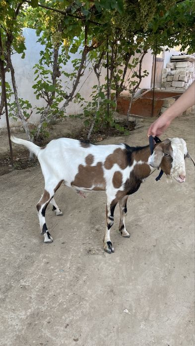 нуби ешкы алпы нуби аралас теке