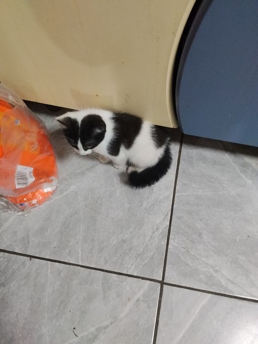 Отдадим котенка в добрые руки