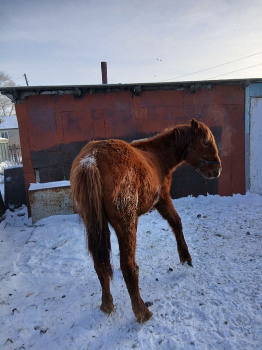 Продам жеребчика 1.5 года