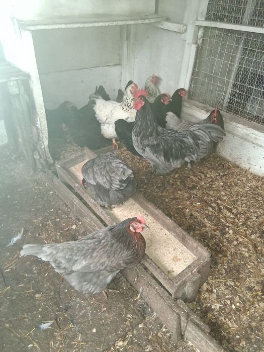 Gaini diferite rase, cocosi albi, oua