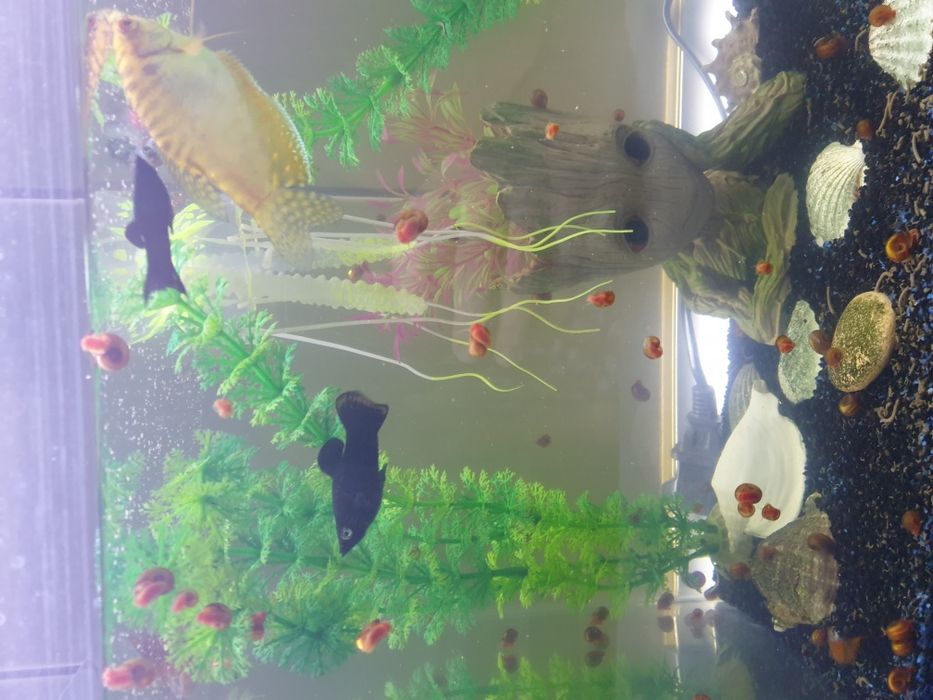 Melci acvariu ramshorn - 1 leu