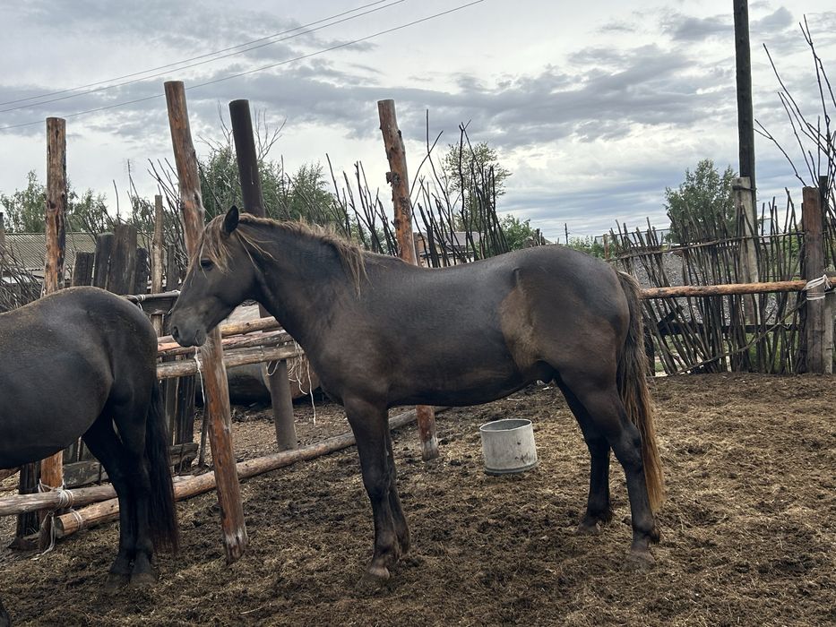 Продам жеребца 4 года