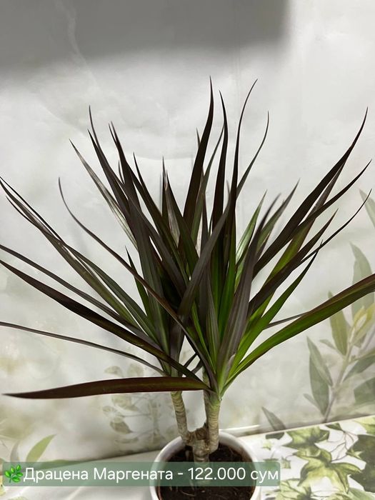 Сансевиерии разных сортов и размеров.