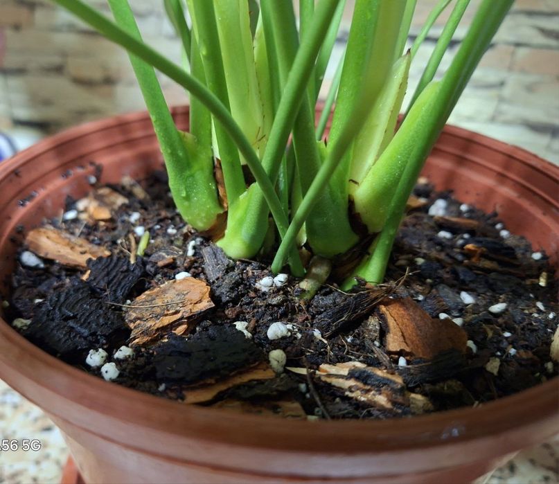 Продаётся комнатный цветок Антуриум Андре,мужское счастье