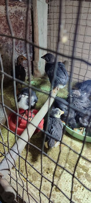 Андижон кора товух жужалари