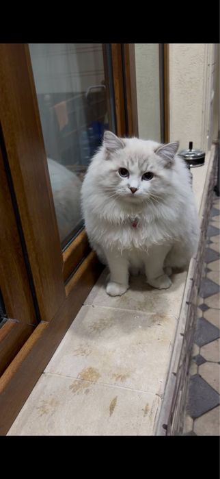 Ragdoll sotiladi 500$