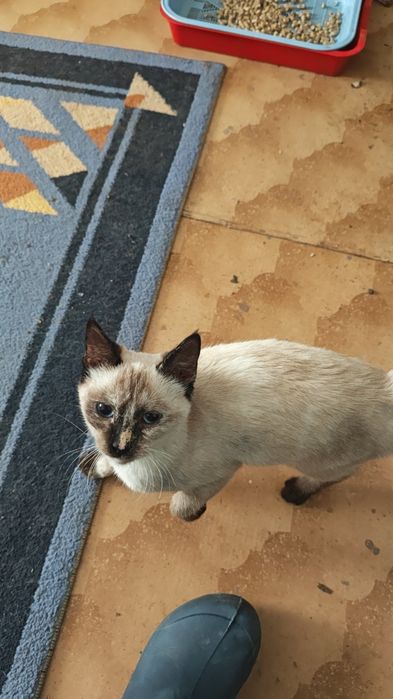 В добрые руки кошечку