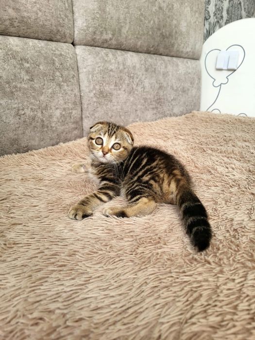 Чудо шотландские котики
