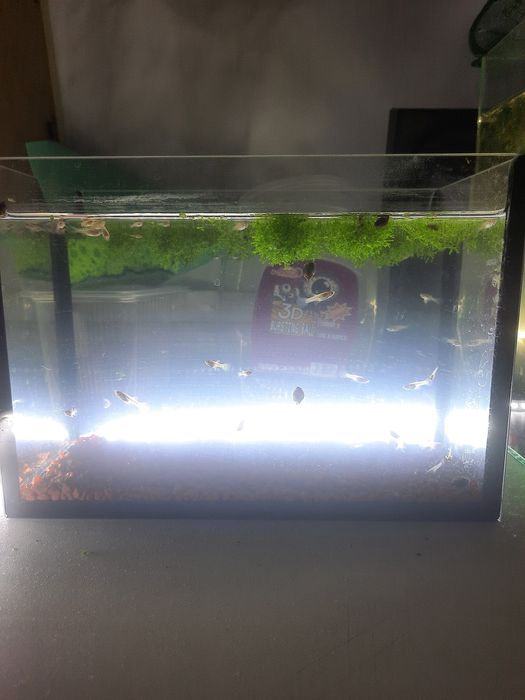 Продам рыбки гуппи 1 штук 150 теңге