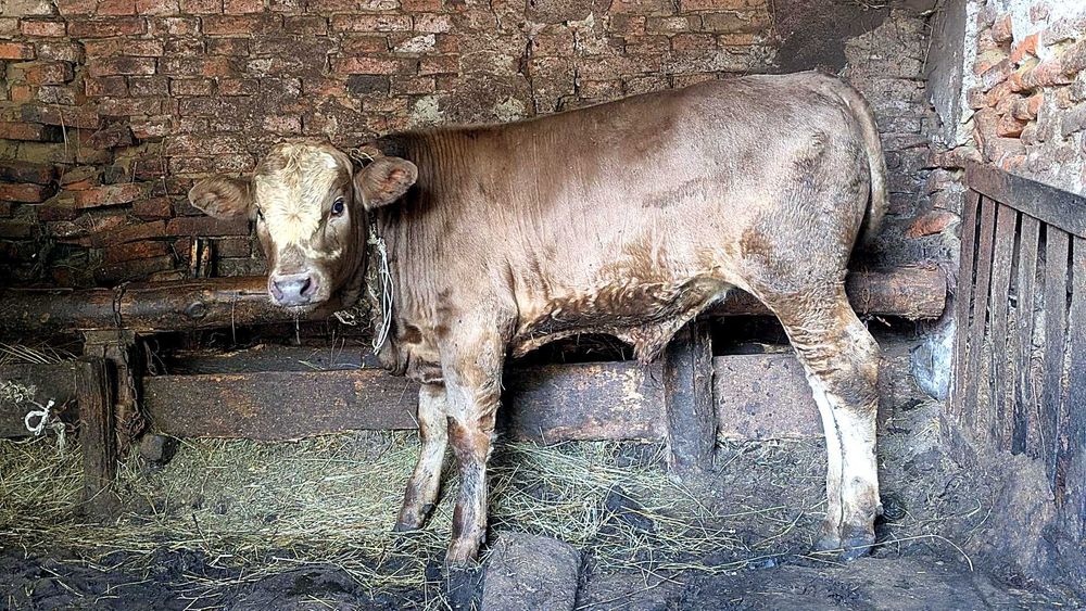 De vânzare viței, tauri, bovine și oi sănătoase! (Pelișor, Sibiu)
